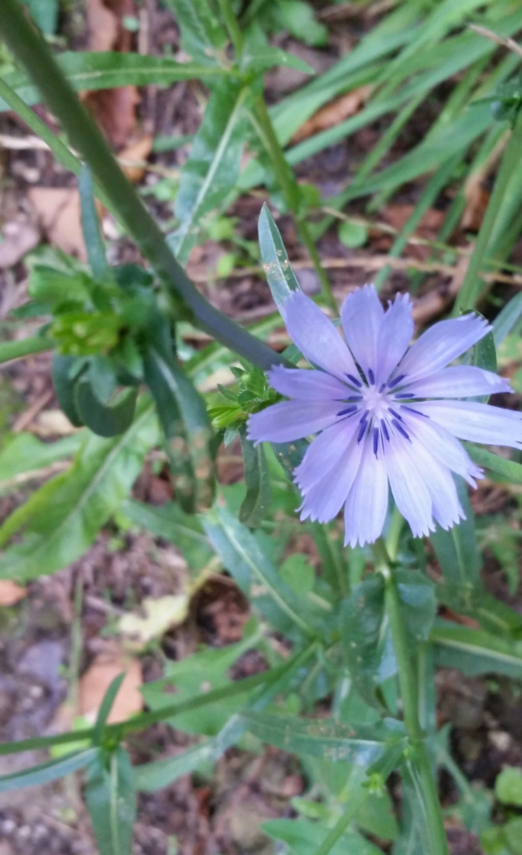 Cichorium intybus